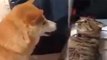 Vídeo Viral: el gato malvado finge ser estatua para dar una zurra al nuevo perro de la familia