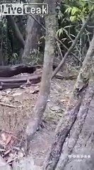 1 serpent de 13 mètres filmé au Brésil !