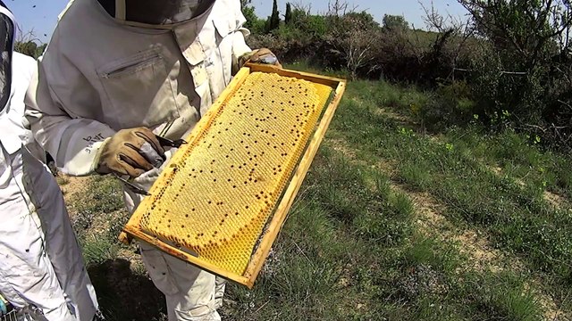 Miel des Pyrenées | Production