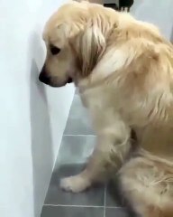 Ce chien a fait une grosse bêtise et se sent tellement coupable