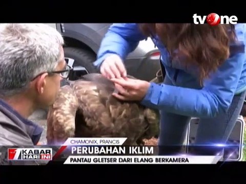 Burung Elang Bantu Pantau Gletser di Pegunungan Alpen