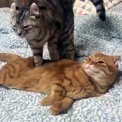 Un chat offre un petit massage à un autre chat et c'est plus que relaxant !
