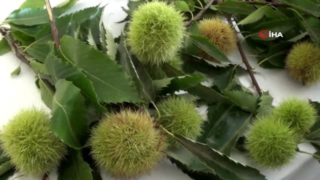 Aydın'da sezonun ilk kestanesi borsaya teslim edildi
