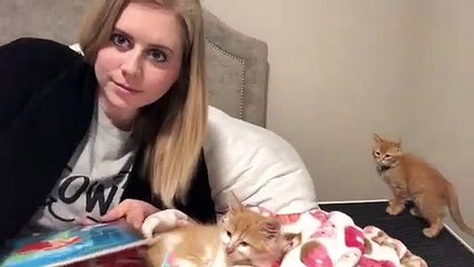 L'histoire de la petite sirène est le conte préféré de ces 3 chatons