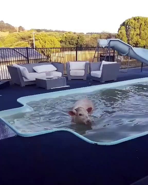 Une vache très à l'aise dans la piscine