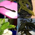 Reptiles being smuggled into India seized by customs officials at Chennai airport