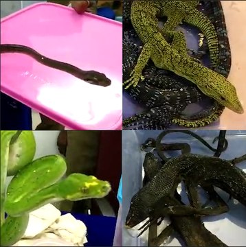 Reptiles being smuggled into India seized by customs officials at Chennai airport
