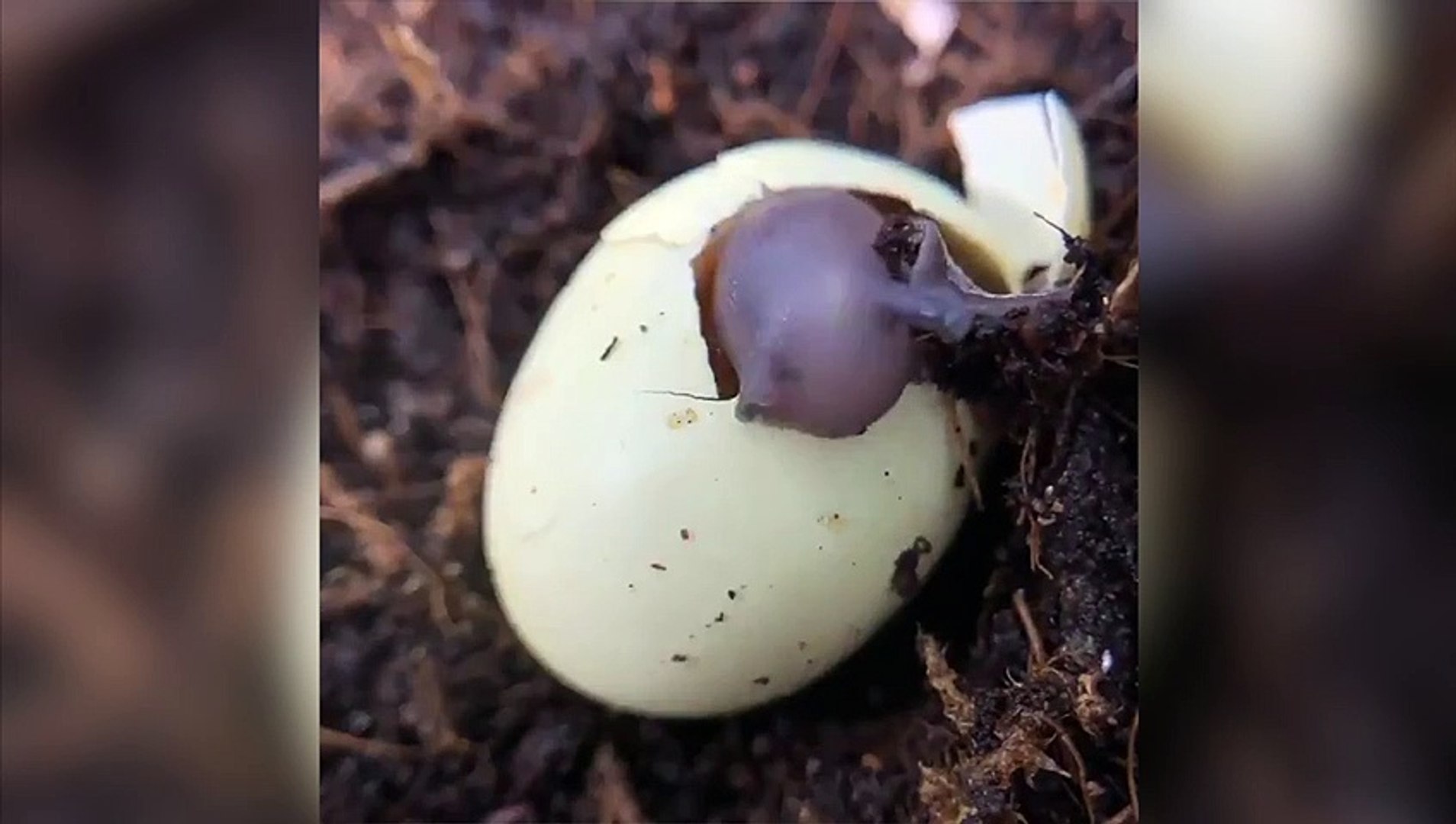 Voici Les Images De L Incroyable Naissance D Un Escargot Video Dailymotion