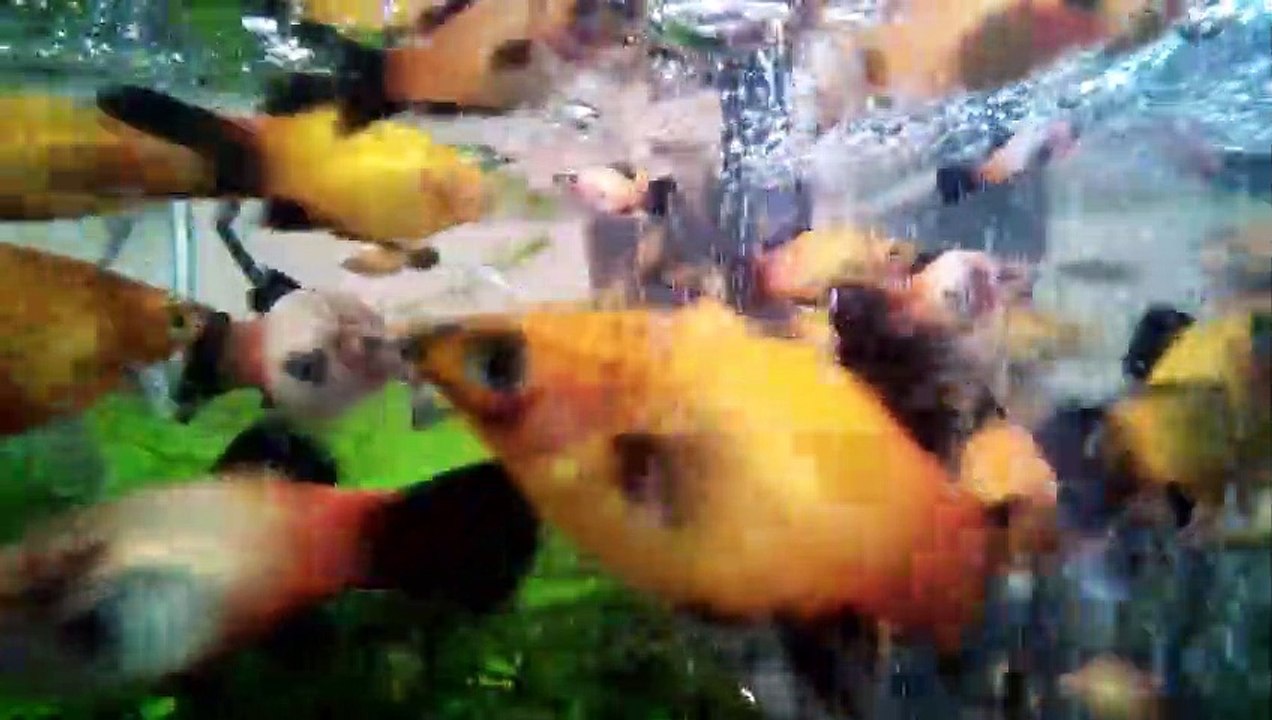 Aquário de Peixes Platy. #04