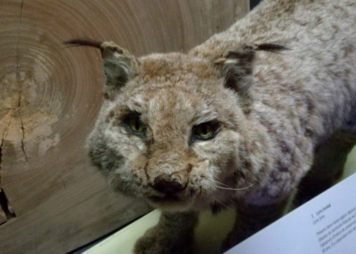 L'extinction des espèces, ça se passe aussi près de chez vous