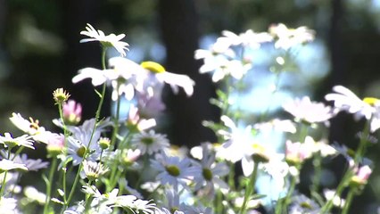 [영상] 산허리에 내린 흰눈...구절초 꽃 활짝! / YTN