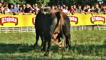 MEDONJA MRKI GORICA 2019 KOD TRI PRIJATELJA