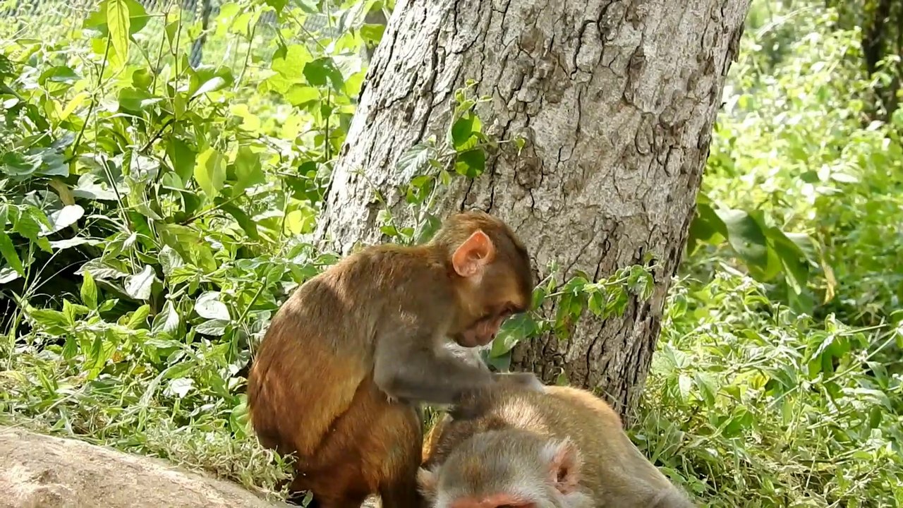 Monkey -mother and daughter