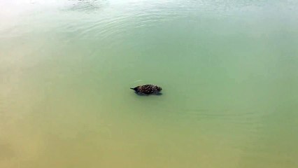 Echidna Goes For a Swim
