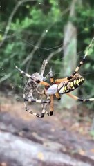 Une araignée capture une grenouille et la roule dans sa toile