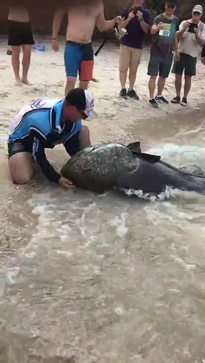 Ce pêcheur attrape un énorme mérou géant... Joli poisson!!!!