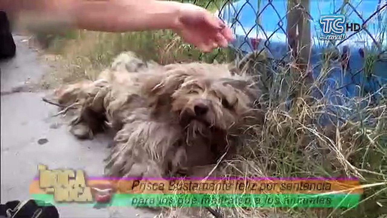 Prisca Bustamante feliz por sentencia para los que maltratan a los animales