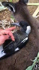 Magpie and Joey being Cuddly Pals