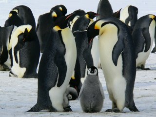 La pareja gay de pingüinos que secuestra a una cría abandonada