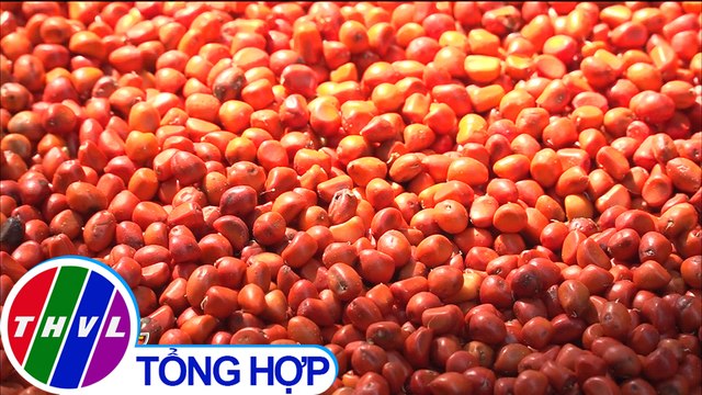 THVL | Nông dân Hòa Bình thoát nghèo, vươn lên khá giàu nhờ cây dổi