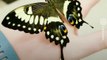 I bet you didnt know these facts about butterflies - Naturee Wildlife