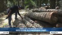 Ribuan Kayu Ilegal Ditemukan di Perkebunan Kelapa Sawit Kalsel