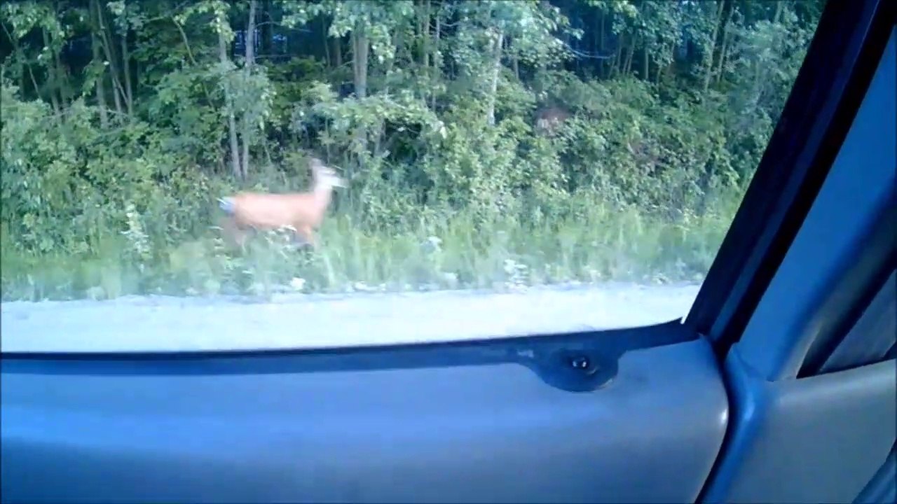 MCH 213 SPOT THE DEER AT GULL LAKE ALBERTA CANADA.