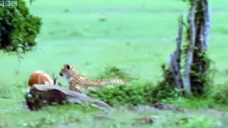 Cheetah - chase compilation