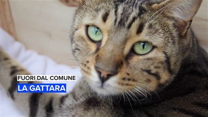 Fuori dal comune: la mamma di 80 gatti