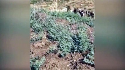 Teröristler sağ olarak yakalandı! İşte o anlar