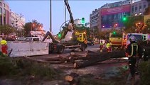 Se cae un árbol en el Paseo de la Castellana (Madrid)