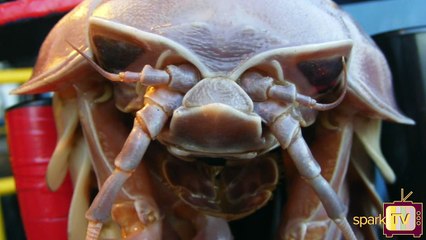 இவ்வளவு பெரிய கரையனா? பாக்கவே பயங்கரமா இருக்கு!