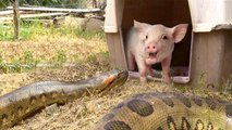 Vídeo Viral: a la anaconda le entra el apetito, sale a cazar, encuentra al cerdito y pasa lo que pasa