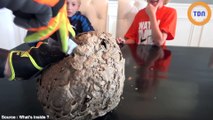 À quoi ressemble vraiment un nid de guêpes ?