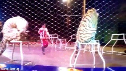 Duduk Santai Di Kandang Singa Ini yang Dia Dapatkan