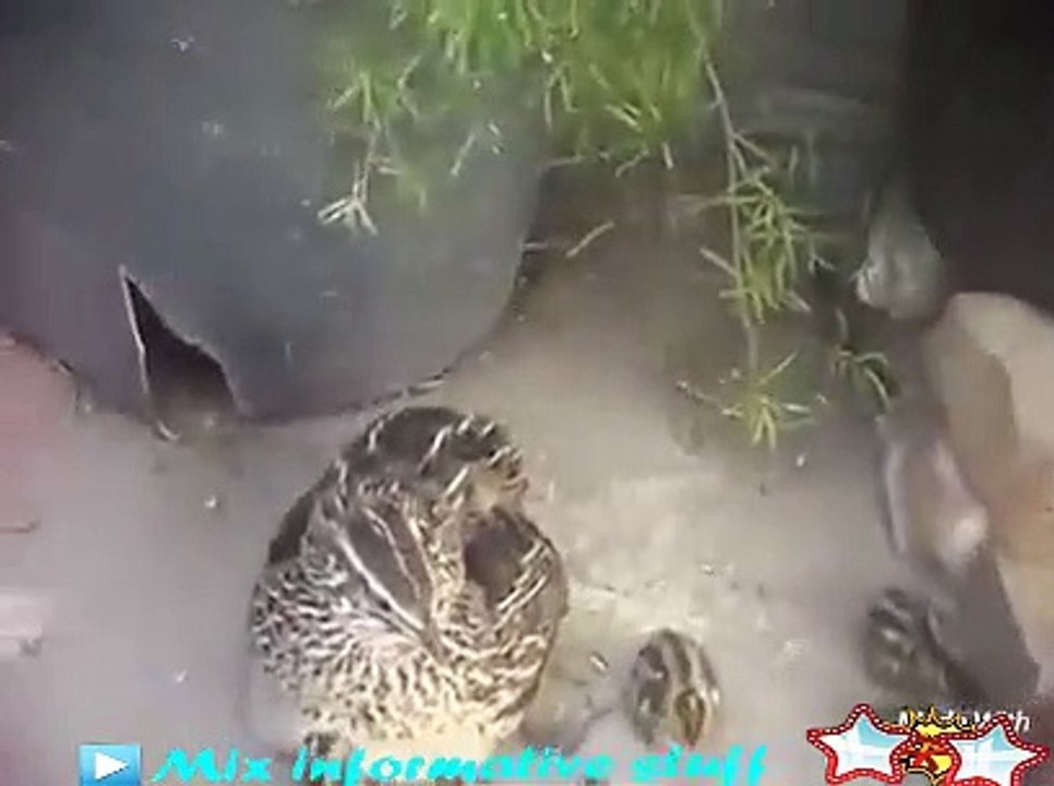 Quil with chicks