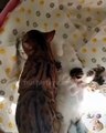Papa chat donne des câlins, maman donne le sein aux chatons ; le tableau d'une famille parfaite