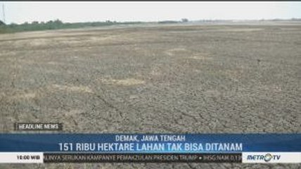 151 Ribu Hektare Lahan Pertanian di Demak Tak Dapat Ditanami
