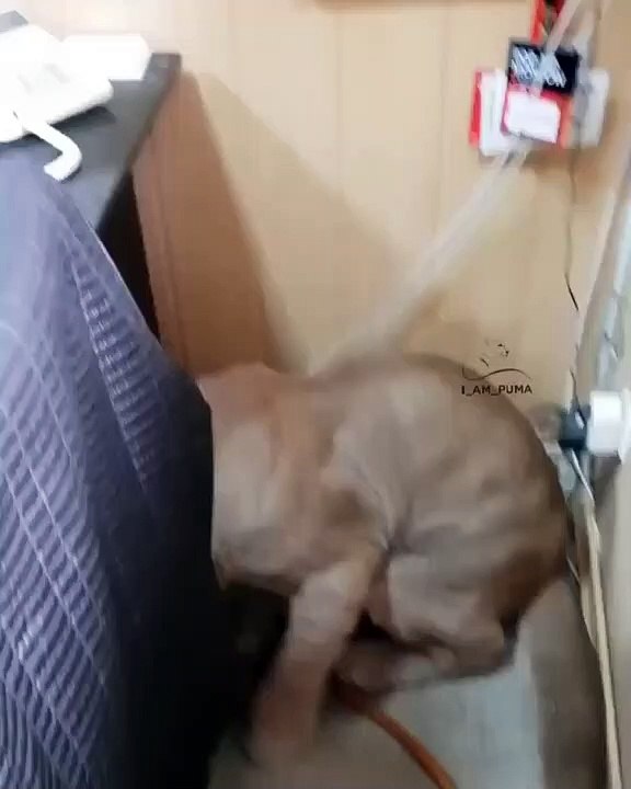 Écoutez le cri étonnant de ce puma