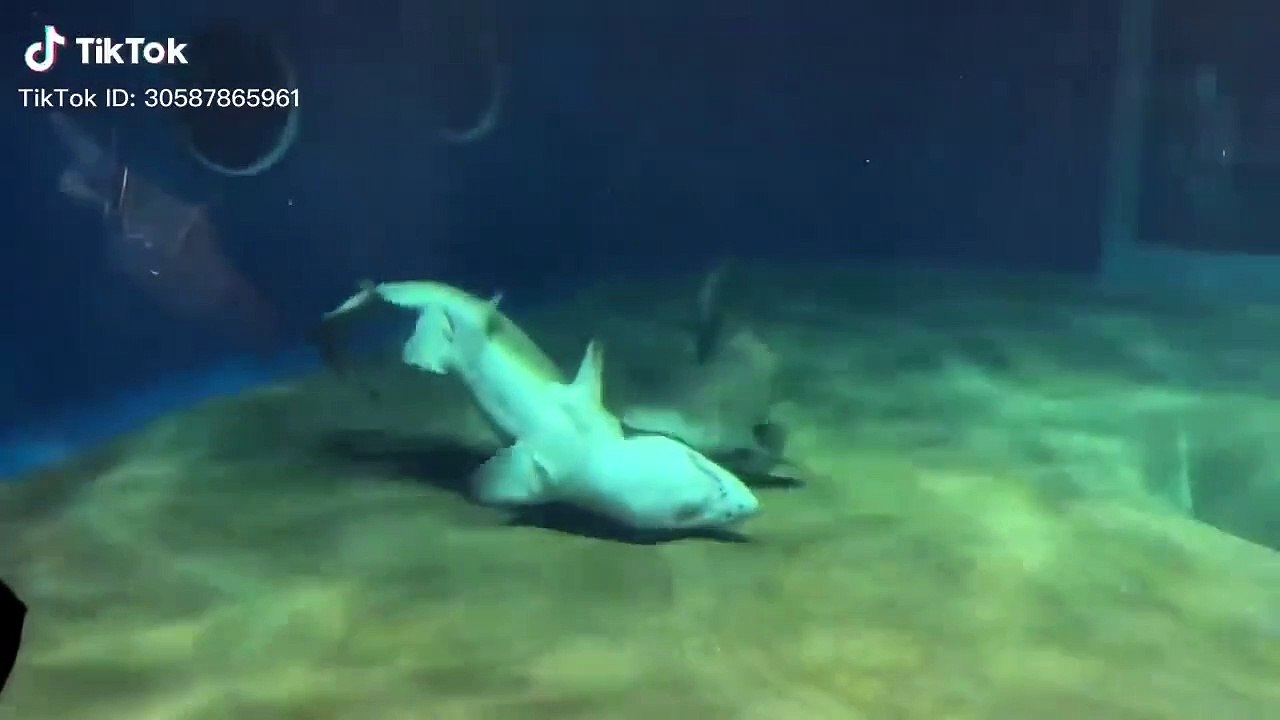 Un requin sauve son ami requin