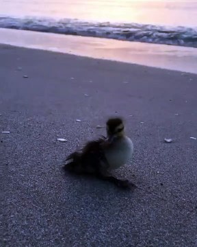 Les premiers pas d'un caneton... Trop chou !