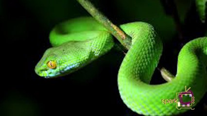 கால்கள் கொண்ட பாம்பு..நீங்க பாத்திருக்கிங்களா?