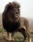 Admirez ce lion dans toute sa majestuosité et sa splendeur !