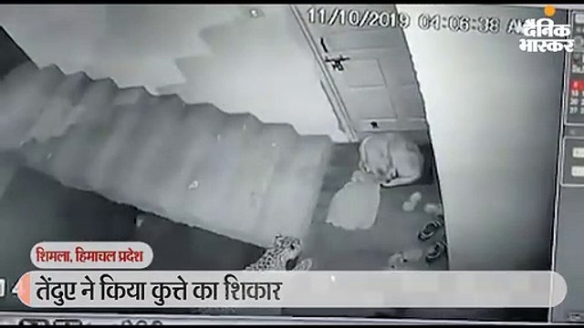 घर के बाहर बैठे कुत्ते को तेंदुआ ने किया शिकार, घटना सीसीटीवी में कैद