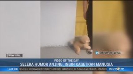 Selera Humor Anjing, Ingin Kagetkan Manusia