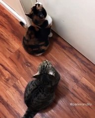 C’est sans doute les chats les plus polis au monde! Ils frappent poliment à la porte et déclinent leur identtité