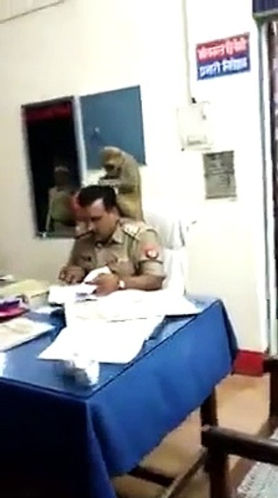 Ce policier continue à travailler alors qu'un singe cherche des poux dans ses cheveux