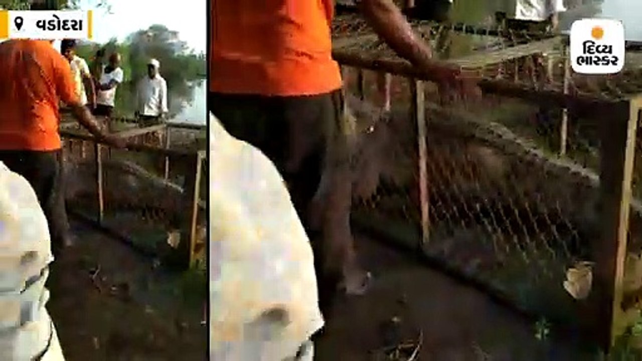 ખેતરમાંથી 13 ફૂટ લાંબો 400 કિલોનો મહાકાય મગર અને 9.5 ફૂટના અજગરને રેસ્ક્યૂ કરાયા