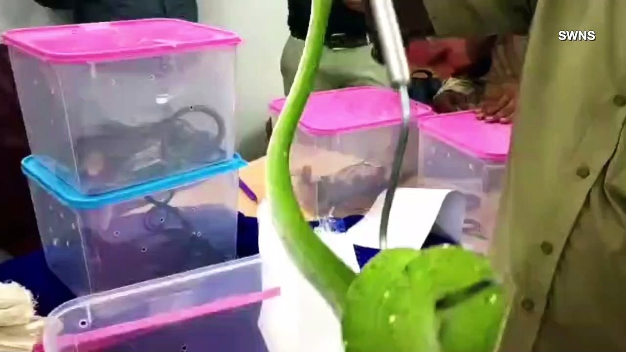 Over A Dozen Illegal Exotic Lizards & Snakes Found In Two Suitcases At Indian Airport