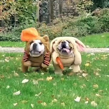 Vous allez être mort de rire en découvrant le costume de ces adorables toutous